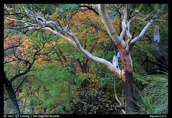 Texas Madrone Tree and autumn color, Pine Canyon. Guadalupe Mountains National Park, Texas, USA.
