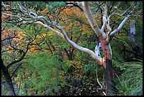 Texas Madrone Tree and autumn color, Pine Canyon. Guadalupe Mountains National Park, Texas, USA.