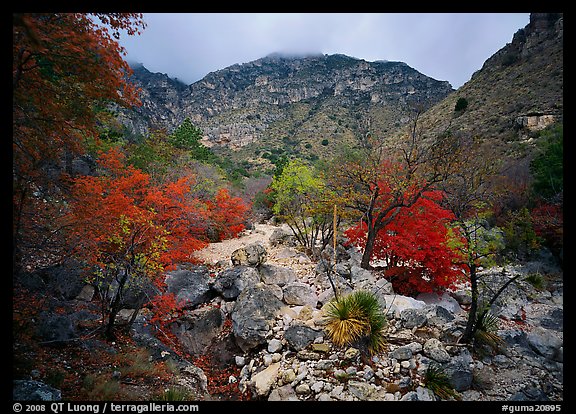 Pine Spring Canyon in fall. Guadalupe Mountains National Park (color)