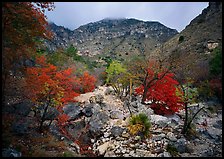 Pine Spring Canyon in the fall. Guadalupe Mountains National Park, Texas, USA.