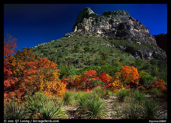 Trees in fall colors and peak in McKitterick Canyon. Guadalupe Mountains National Park (color)