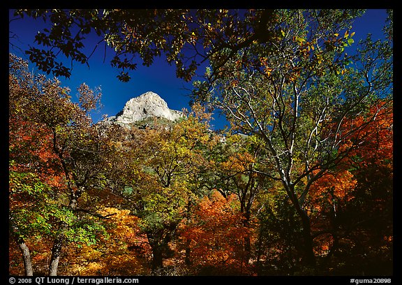 Limestone Peak framed by trees in fall colors in McKitterick Canyon. Guadalupe Mountains National Park (color)