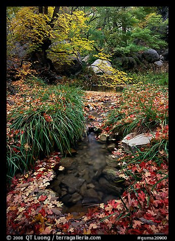 Autumn colors near Smith Springs. Guadalupe Mountains National Park (color)