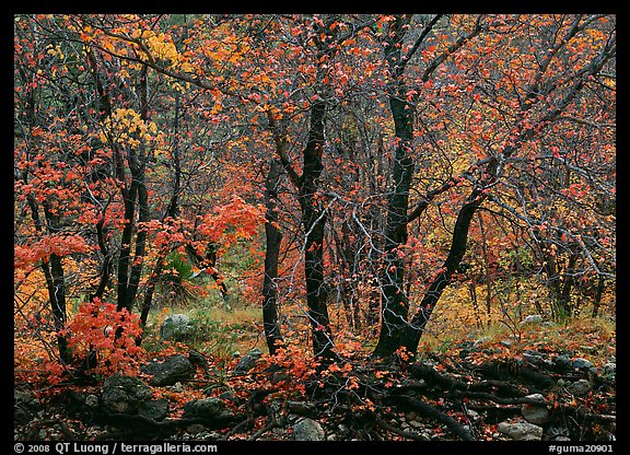 Autumn colors in  Pine Spring Canyon. Guadalupe Mountains National Park (color)