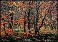 Trees in Autumn foliage, Pine Spring Canyon. Guadalupe Mountains National Park, Texas, USA.