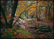 Creek and fall colors, Smith Springs. Guadalupe Mountains National Park, Texas, USA.