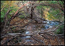 Stream and forest in fall colors near Smith Springs. Guadalupe Mountains National Park, Texas, USA.