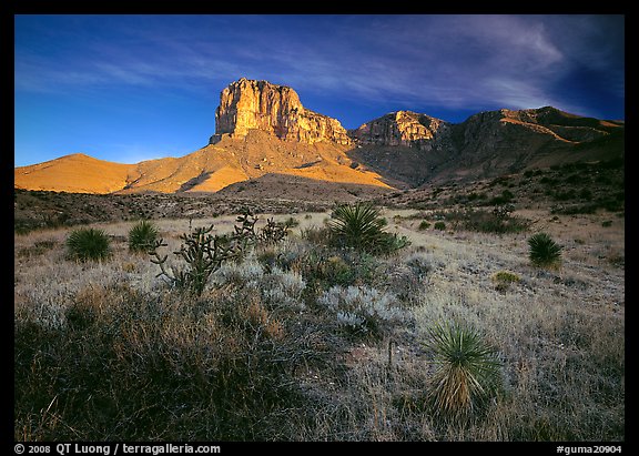 Desert vegetation and El Capitan from Guadalupe pass, morning. Guadalupe Mountains National Park (color)