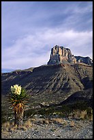 Yucca and El Capitan. Guadalupe Mountains National Park, Texas, USA.