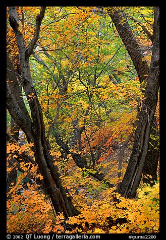 Autumn colors near Smith Springs. Guadalupe Mountains National Park, Texas, USA.