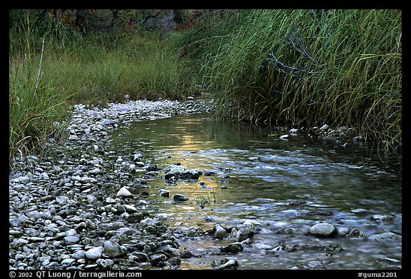 The only year-long stream in the park, McKittrick Canyon. Guadalupe Mountains National Park, Texas, USA.