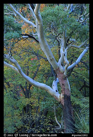 Texas Madrone Tree and muted fall foliage, Pine Canyon. Guadalupe Mountains National Park, Texas, USA.