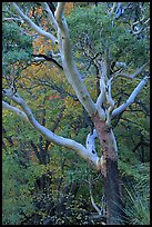 Texas Madrone Tree and muted fall foliage, Pine Canyon. Guadalupe Mountains National Park ( color)
