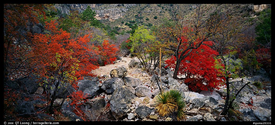 Dry desert wash with trees in bright fall foliage. Guadalupe Mountains National Park (color)