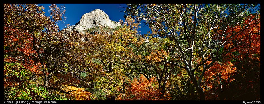 Forest in autumn color and rocky peak. Guadalupe Mountains National Park, Texas, USA.