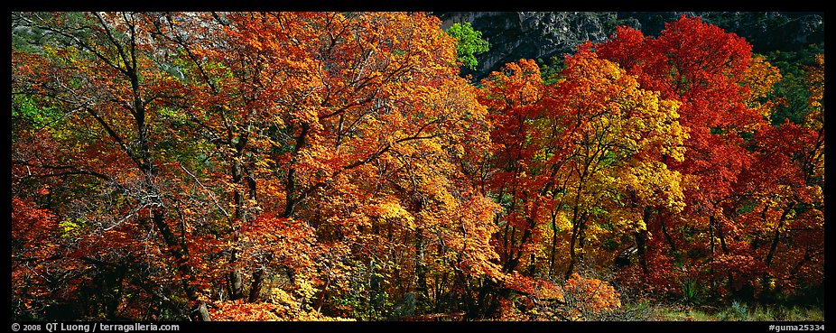 Trees in bright yellow, orange, and red fall foliage. Guadalupe Mountains National Park, Texas, USA.