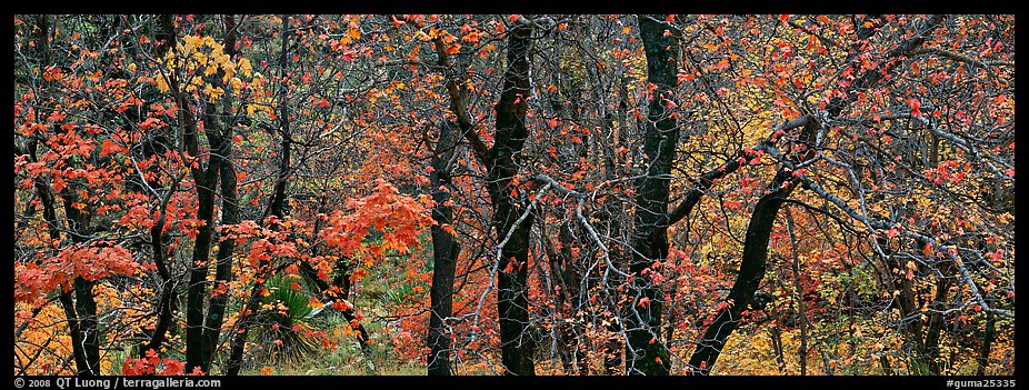 Trees with leaves in autumn colors. Guadalupe Mountains National Park (color)
