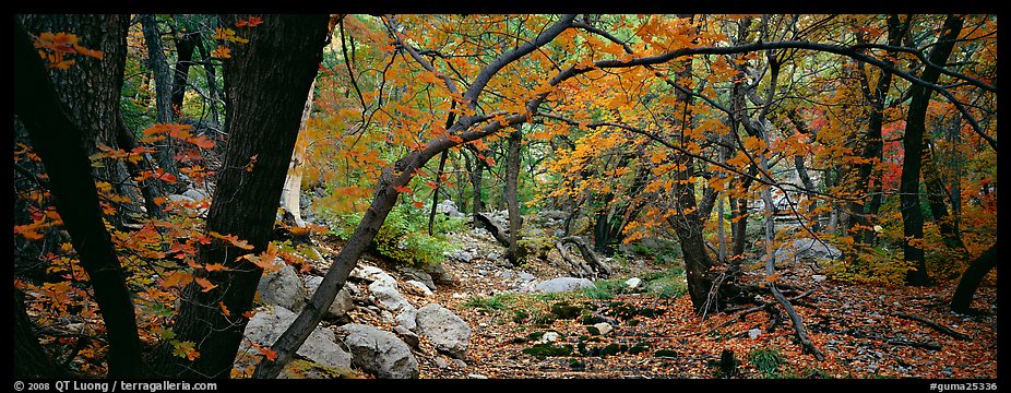 Creek in autumn. Guadalupe Mountains National Park (color)