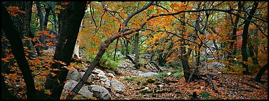 Creek in autumn. Guadalupe Mountains National Park (Panoramic color)