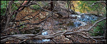 Branches and creek in the fall. Guadalupe Mountains National Park (Panoramic color)