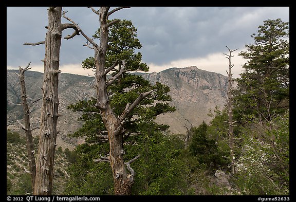 Pine trees, Pine Springs Canyon, cloudy weather. Guadalupe Mountains National Park (color)