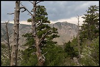 Pine trees, Pine Springs Canyon, cloudy weather. Guadalupe Mountains National Park ( color)