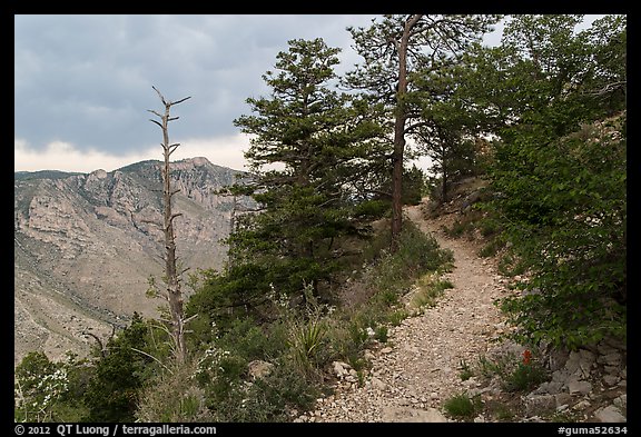 Guadalupe Peak Trail crossing higher elevation forest. Guadalupe Mountains National Park, Texas, USA.