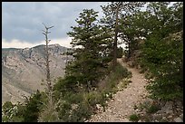 Guadalupe Peak Trail crossing higher elevation forest. Guadalupe Mountains National Park ( color)