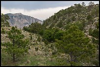 Coniferous forest, approaching storm. Guadalupe Mountains National Park ( color)