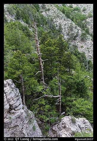 Pinnacles and conifer trees. Guadalupe Mountains National Park, Texas, USA.