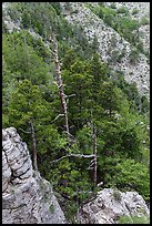 Pinnacles and conifer trees. Guadalupe Mountains National Park ( color)