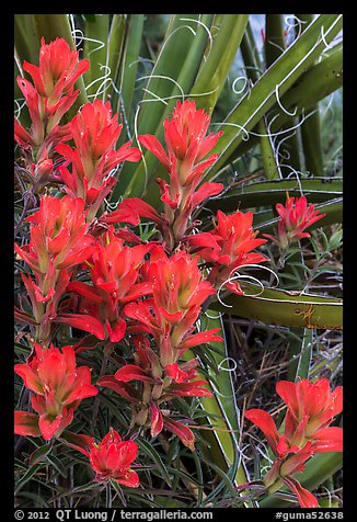 Close-up of Indian paintbrush and sotol. Guadalupe Mountains National Park (color)