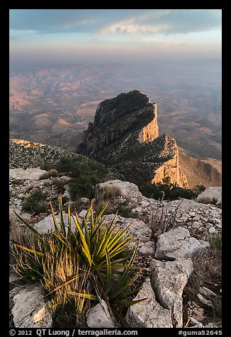 Sotol on Guadalupe Peak and El Capitan backside. Guadalupe Mountains National Park, Texas, USA.