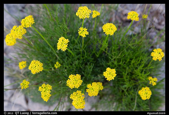 Yellow flowers seen from above. Guadalupe Mountains National Park, Texas, USA.