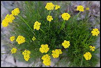 Yellow flowers seen from above. Guadalupe Mountains National Park ( color)