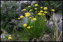 Close up of cluster of yellow flowers. Guadalupe Mountains National Park ( color)