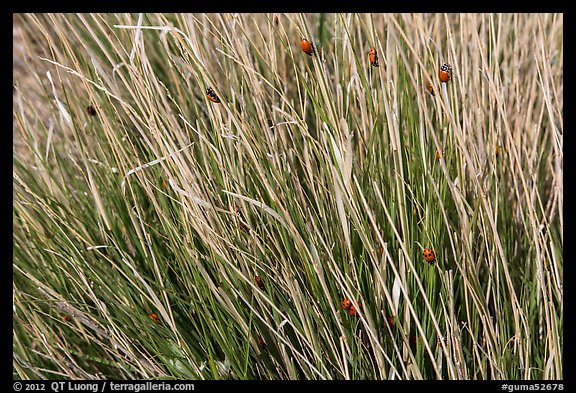 Ladybugs in grass. Guadalupe Mountains National Park, Texas, USA.