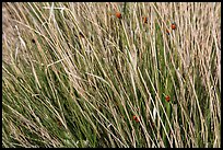 Ladybugs in grass. Guadalupe Mountains National Park ( color)