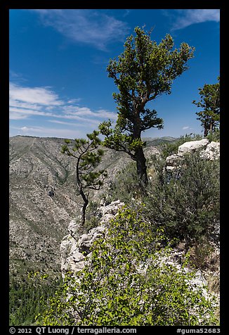 Pine trees and limestone rock. Guadalupe Mountains National Park, Texas, USA.