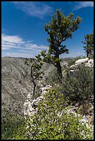 Pine trees and limestone rock. Guadalupe Mountains National Park ( color)