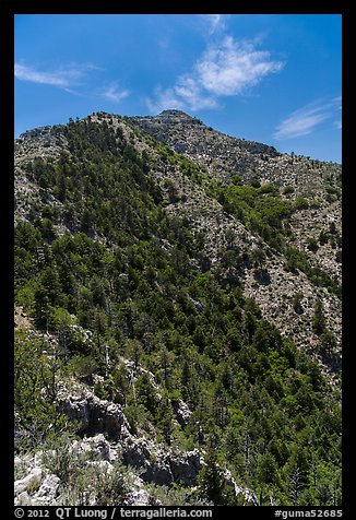 Guadalupe Peak and forested slopes. Guadalupe Mountains National Park, Texas, USA.