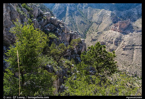 Trees and limestone cliffs. Guadalupe Mountains National Park, Texas, USA.