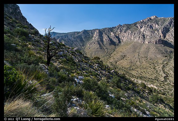 Slopes with shrubs and Hunter Peak. Guadalupe Mountains National Park, Texas, USA.