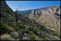 Slopes with shrubs and Hunter Peak. Guadalupe Mountains National Park ( color)