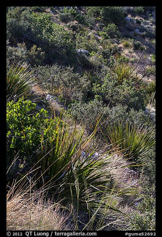 Desert shrubs on slope. Guadalupe Mountains National Park, Texas, USA.