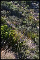 Desert shrubs on slope. Guadalupe Mountains National Park ( color)