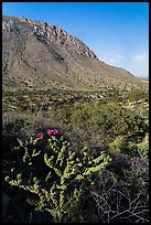 Cactus with bloom, Hunter Peak. Guadalupe Mountains National Park ( color)