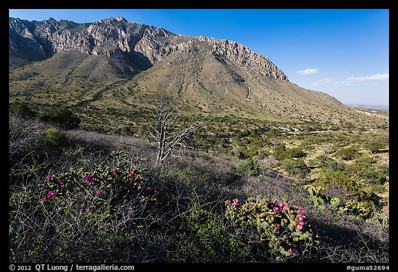 Cactus and mountains. Guadalupe Mountains National Park, Texas, USA.