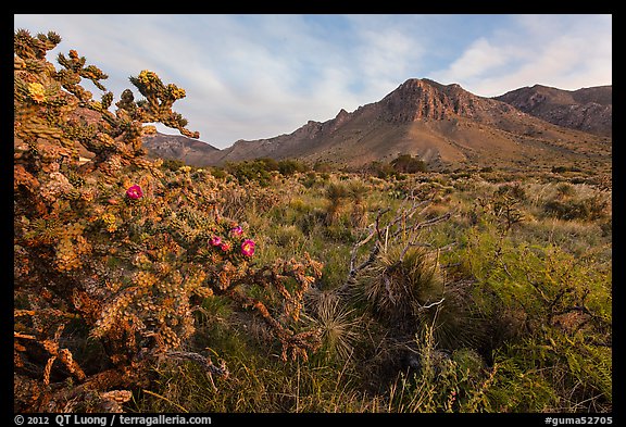 Cactus with blooms and Hunter Peak at sunrise. Guadalupe Mountains National Park, Texas, USA.