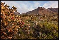 Cactus with blooms and Hunter Peak at sunrise. Guadalupe Mountains National Park ( color)